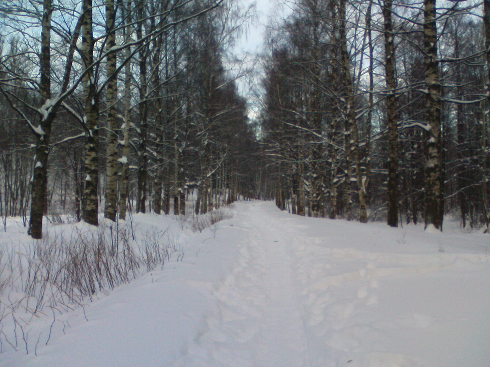 начало парка, первая аллея к озерам